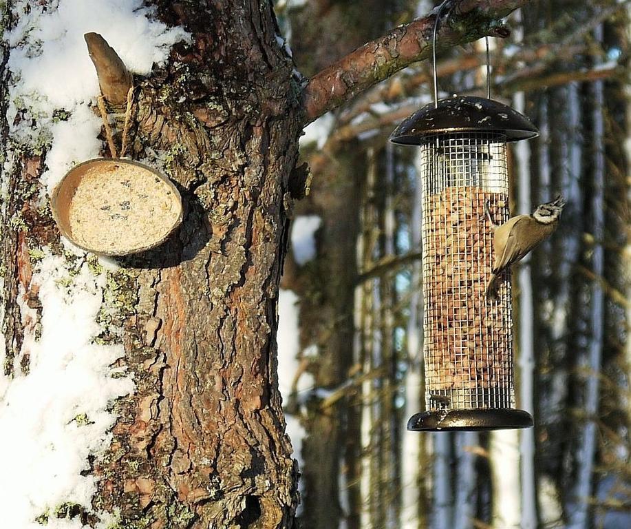 Dava School House Bed & Breakfast Grantown-on-Spey Dış mekan fotoğraf