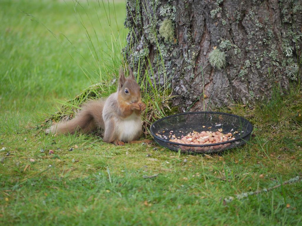 Dava School House Bed & Breakfast Grantown-on-Spey Dış mekan fotoğraf